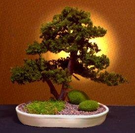juniper_bonsai_tree_upright_double_trunk_style.jpg