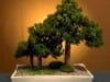 juniper_bonsai_tree_forest_group_style juniper_bonsai_tree_forest_group_style