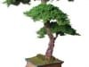 monterey_bonsai_tree_kage_style monterey_bonsai_tree_kage_style