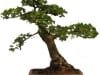 Chinese Elm Bonsai Chinese Elm Bonsai