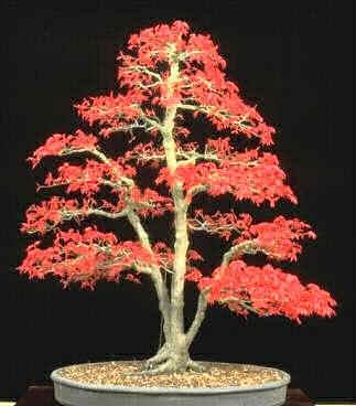 Maple Bonsai Tree on Japanese Maple Bonsai Tree Care