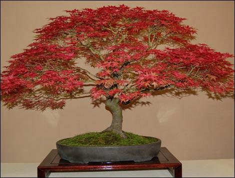 Shohin Bonsai on Maple Tree Bonsai