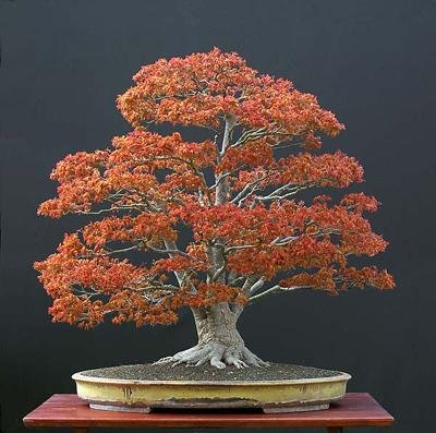 Japanese Maple Bonsai on Copyright    2012 Bonsai Tree Gardener   All Rights Reserved