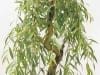 Weeping Willow Bonsai Tree Weeping Willow Bonsai Tree