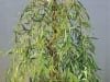 Weeping Willow Bonsai Tree2 Weeping Willow Bonsai Tree2