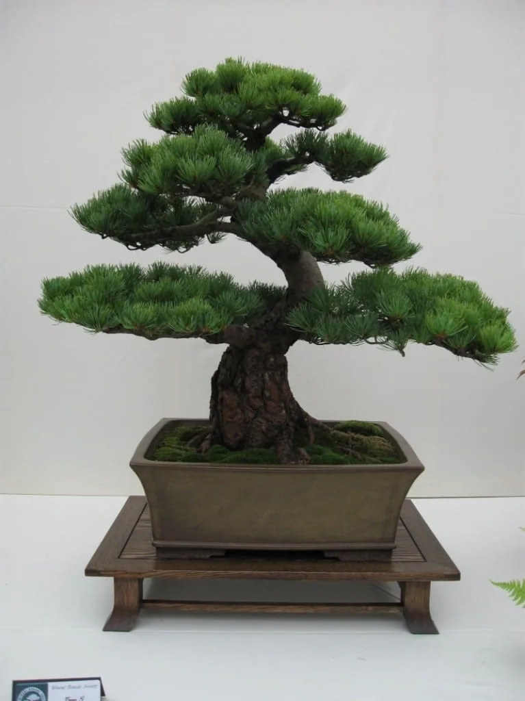 Japanese Pine