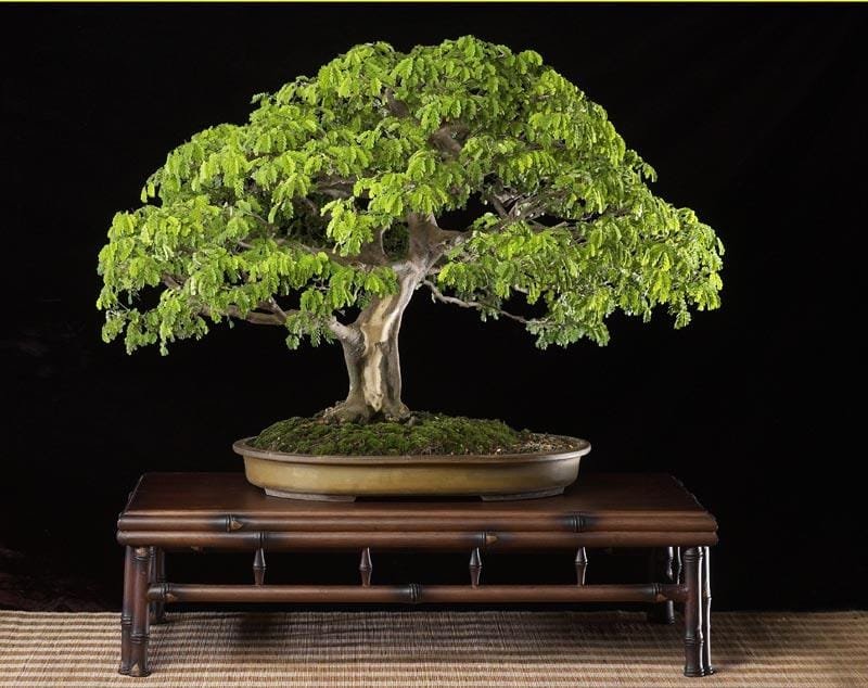 brazilian_rain_tree Brazilian Rain Bonsai Tree