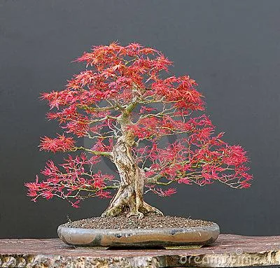 Japanese Maple Bonsai Tree