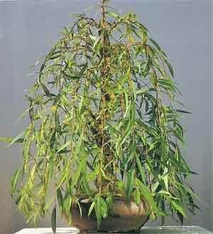 Weeping Willow Bonsai Tree