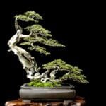 10 Steps To Good Bonsai 10 Steps To Good Bonsai