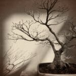 Bonsai Tree Dying Bonsai Tree Dying