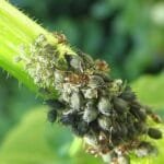 Bonsai Tree Pests Diseases Bonsai Tree Pests Diseases