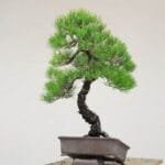 Bonsai Tree Positioning Location Bonsai Tree Positioning Location