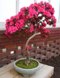 Flowering Bonsai