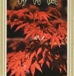 Growing Bonsai From Seed Growing Bonsai From Seed