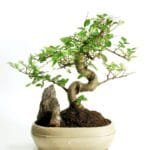 How To Keep Bonsai Tree Leaves Small How To Keep Bonsai Tree Leaves Small
