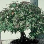 How To Revive Bonsai Tree Brown Leaves How To Revive Bonsai Tree Brown Leaves