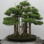 Indoor Bonsai Tree Care Indoor Bonsai Tree Care