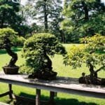 Outdoor Bonsai Tree Care Outdoor Bonsai Tree Care