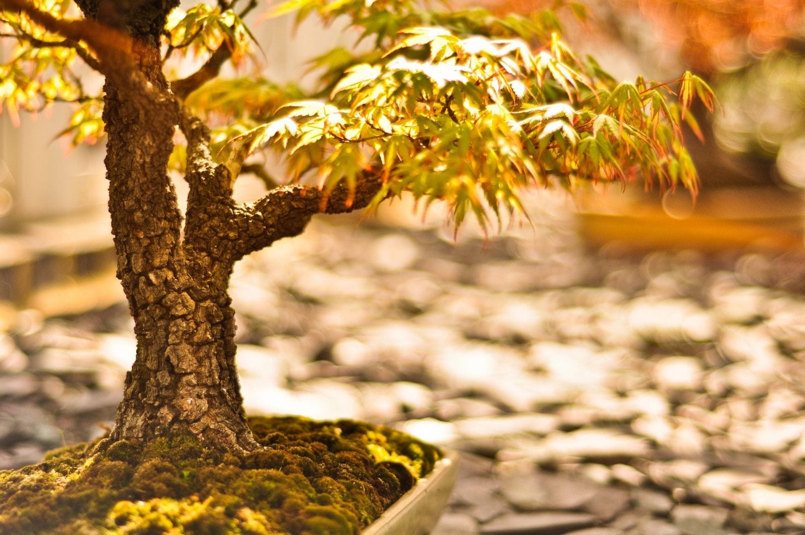 Bonsai tree artistry