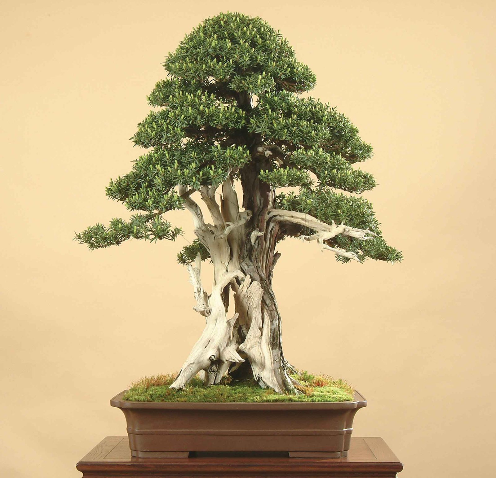 Feng Shui & Bonsai Trees