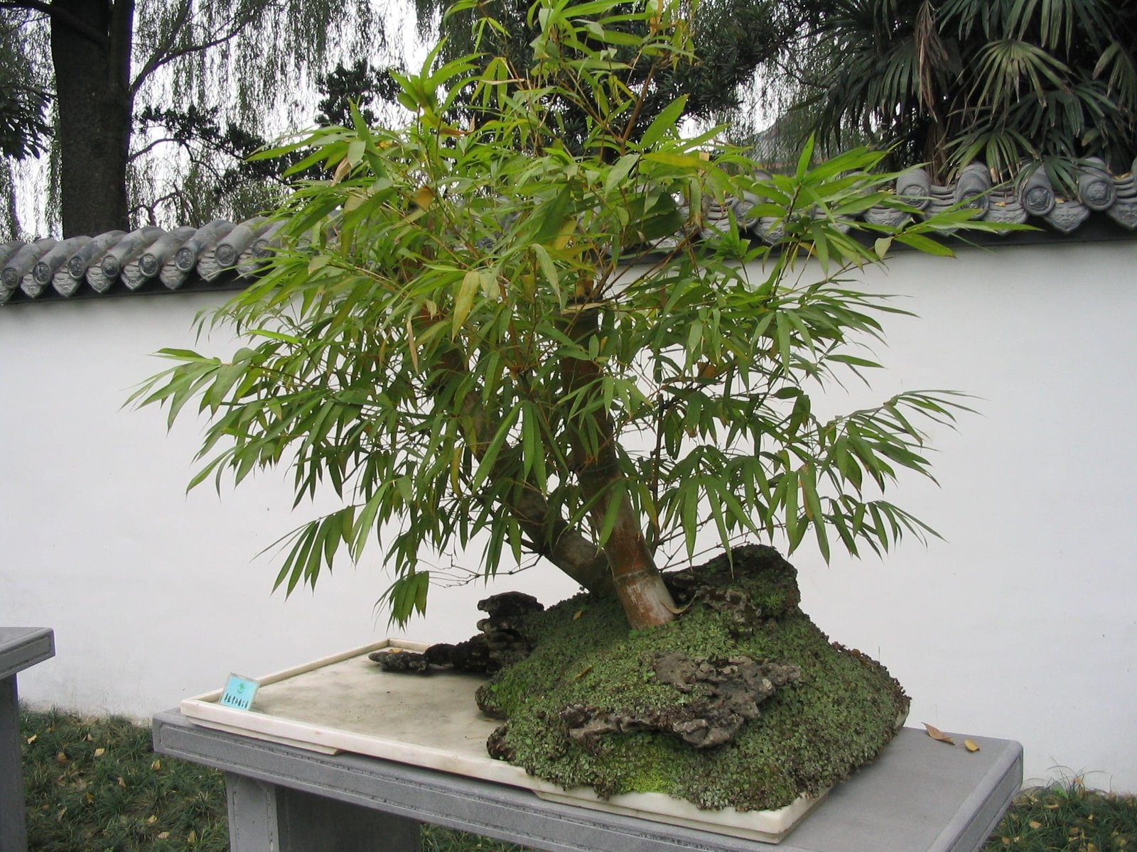 Bonsai Styles