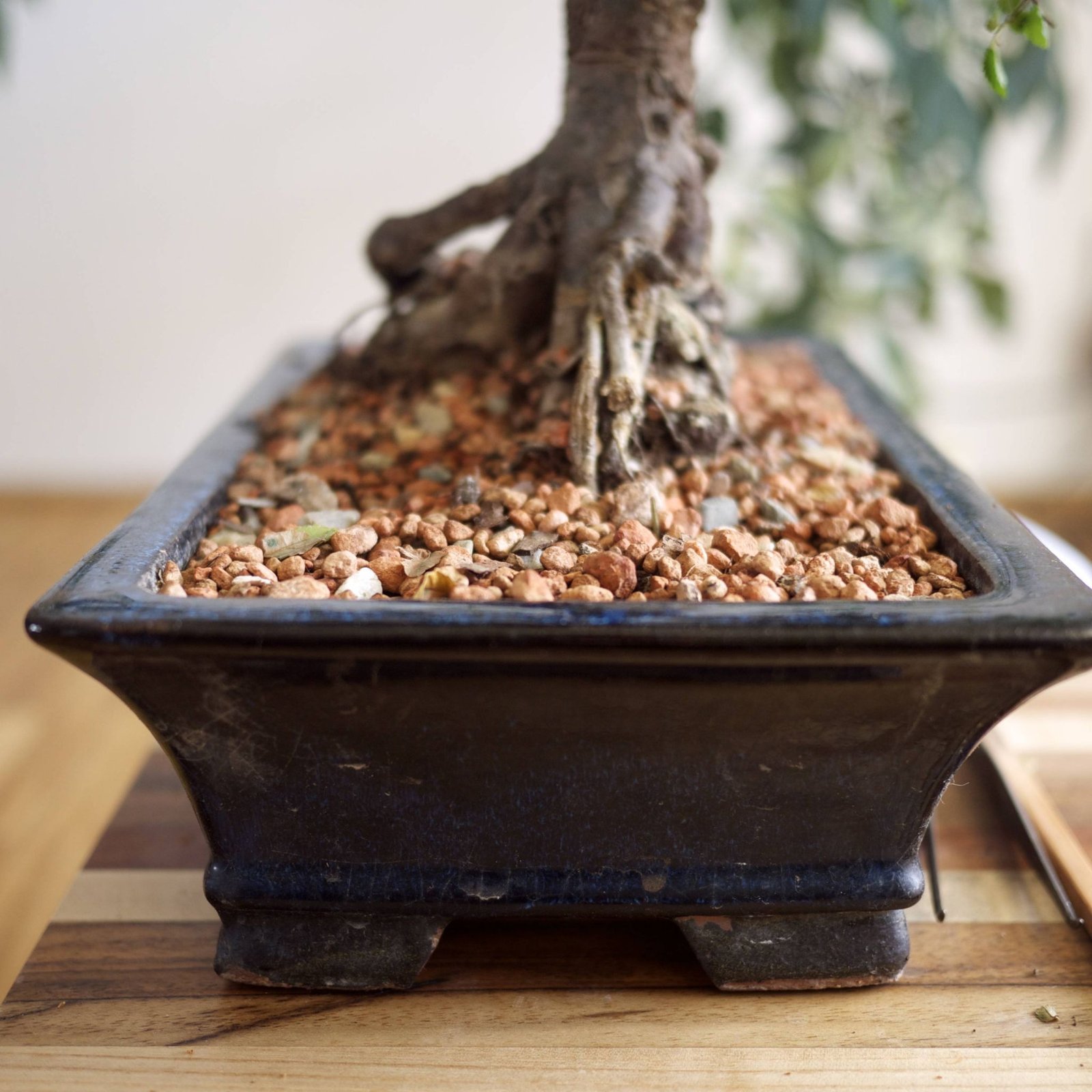 Bonsai Tree Repotting | Bonsai Tree Gardener