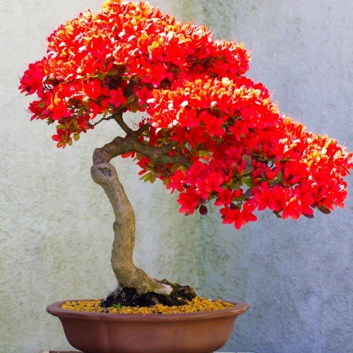 Bonsai Tree Types Bonsai Tree Types