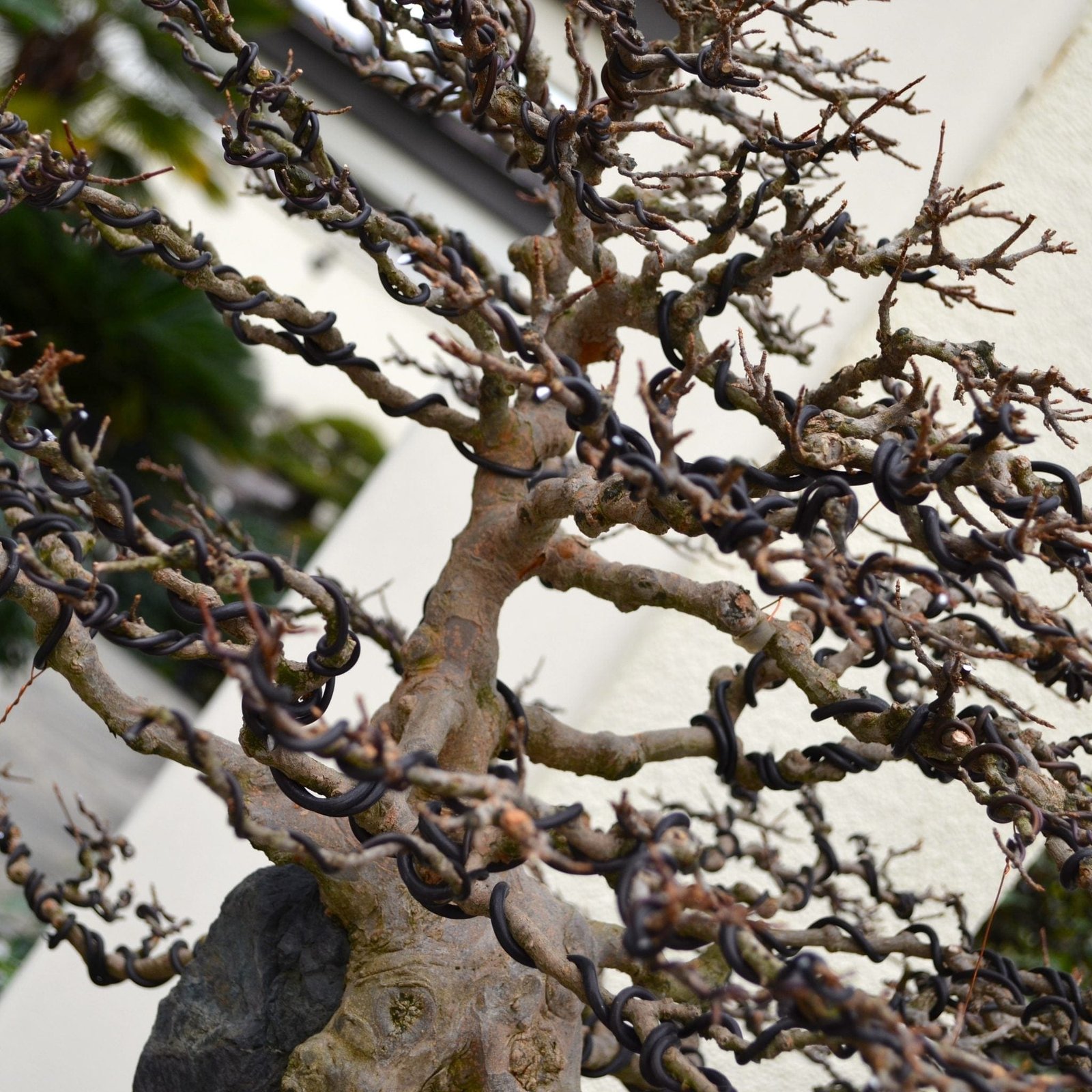 Bonsai Wiring Steps