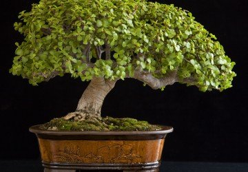 What causes a bonsai tree to lose leaves?