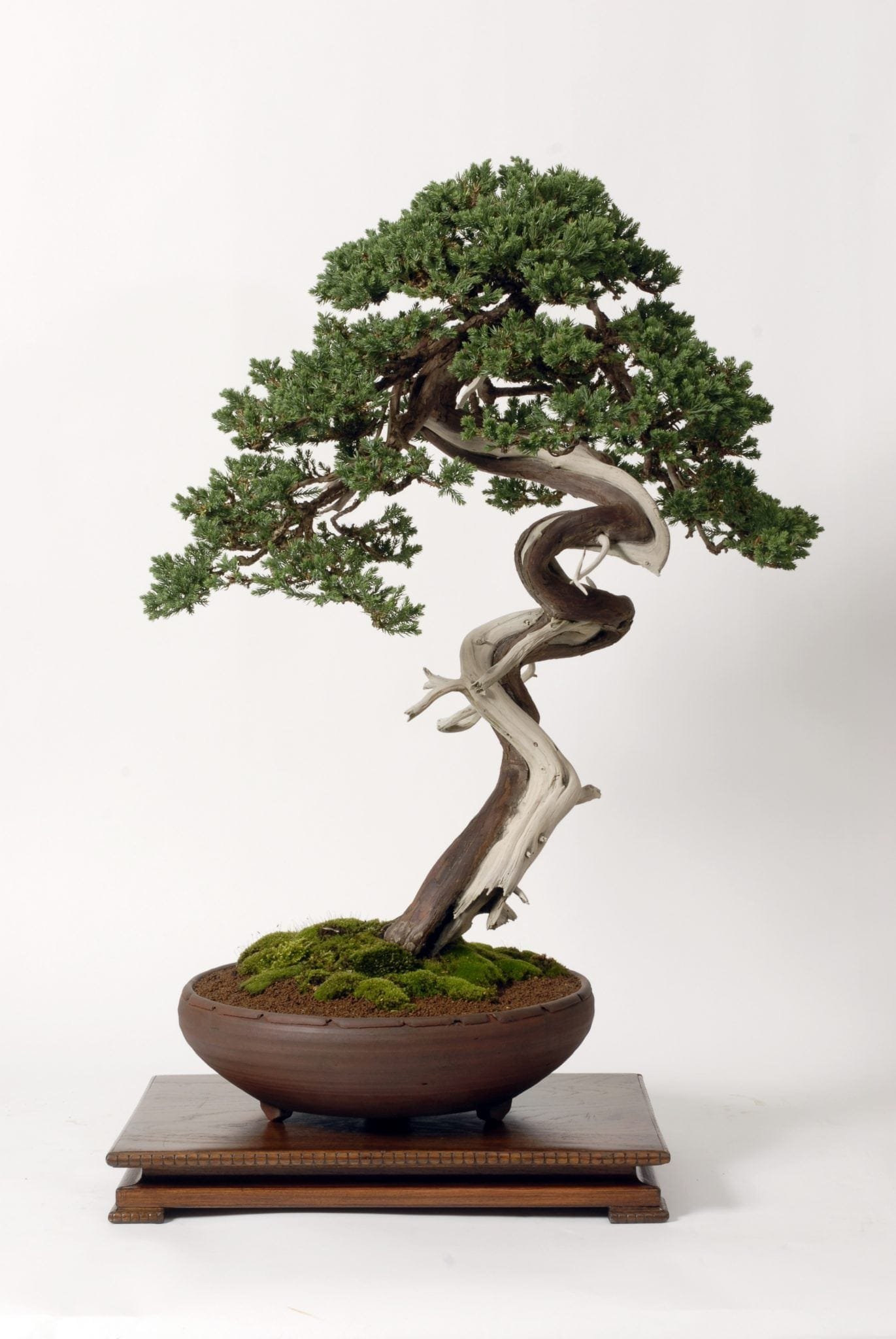 Physiology of Shaping Bonsai Trees