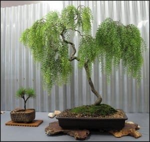 Weeping Willow Bonsai