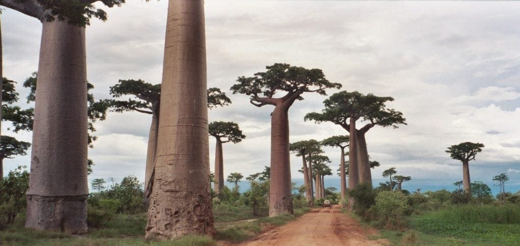 Baobab Tree