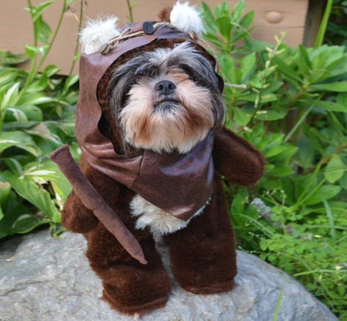 13 Ewok-like Tree Huggers