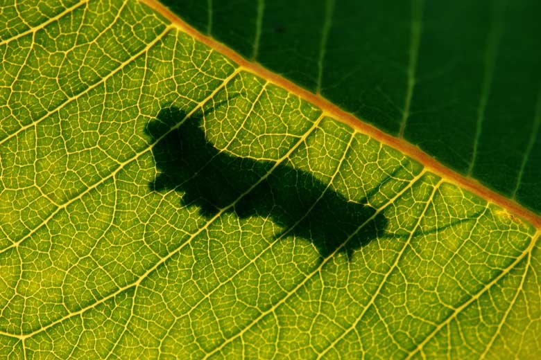 12 Plants That Insects Hate