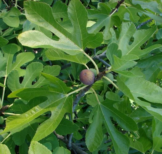 Brown Turkey Fig Bonsai Trees (ficus carica) Bonsai Tree Gardener
