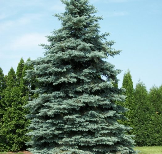Instrucciones de Cuidado - Picea Azul