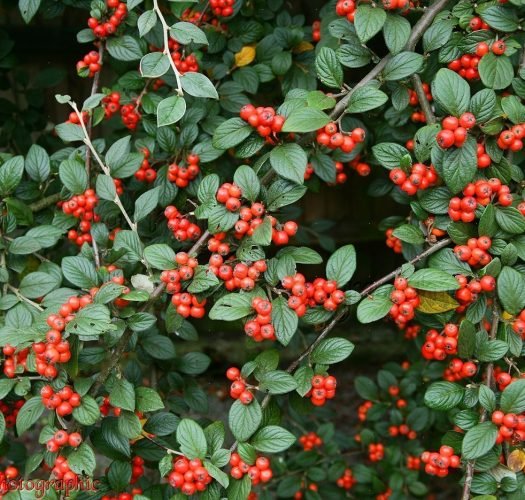 bonsai cotoneaster mini folia