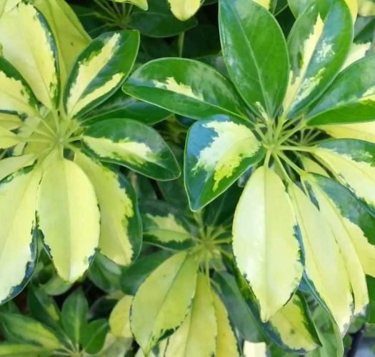 Hawaiian Umbrella Bonsai Trees (Arboricola "Schefflera") Bonsai Tree