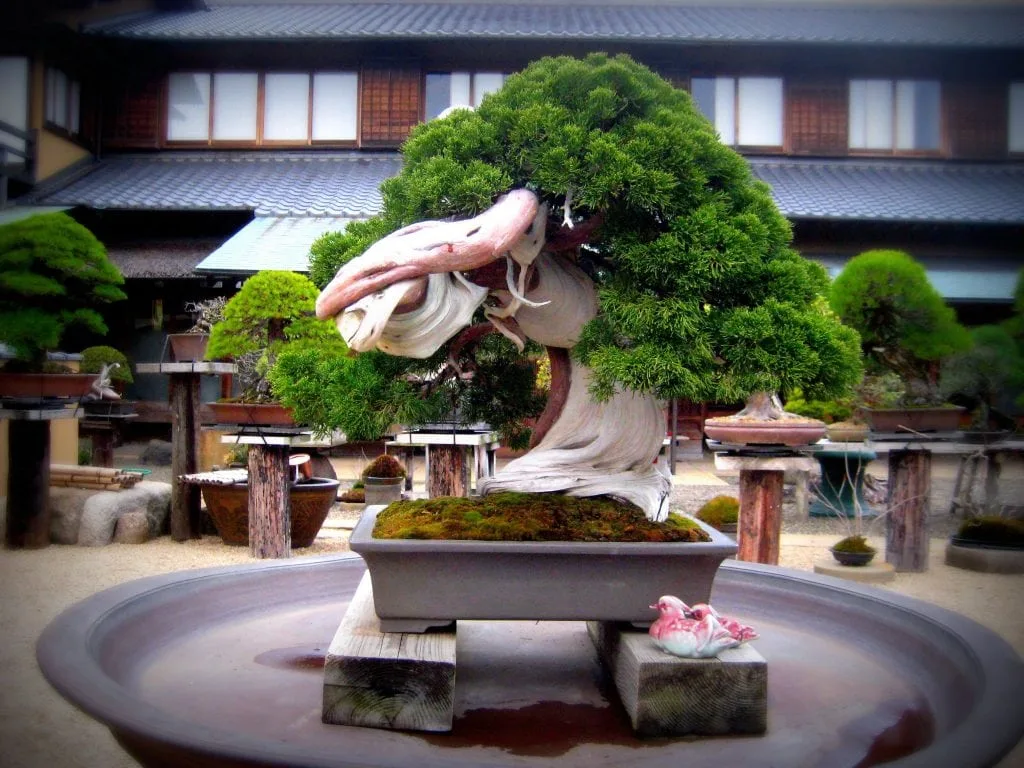 9 Most Beautiful Bonsai Trees - Bonsai Tree Gardener