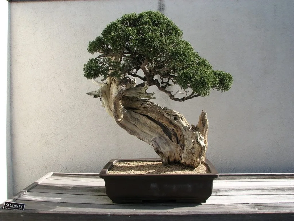Age in the aesthetics of bonsai