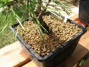 Akadama Soil