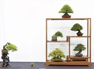 Bonsai Feng Shui
