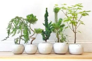 Bonsai Feng Shui