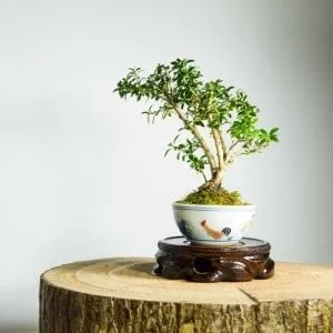 Bonsai Feng Shui