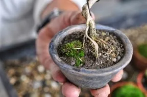 Bonsai Soil