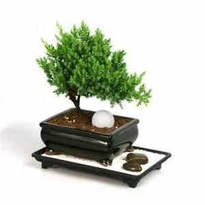 Bonsai Soil Drainage