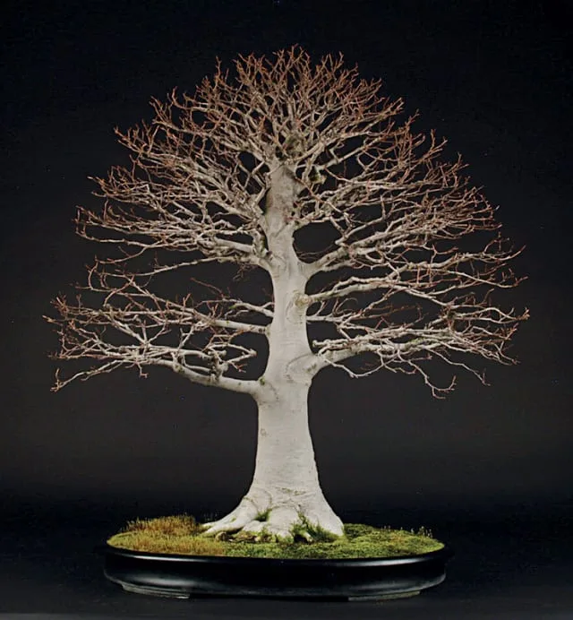 ilex bonsai winterhart Ilex crenata blau, Schale 24 cm, Hhe ~43 cm