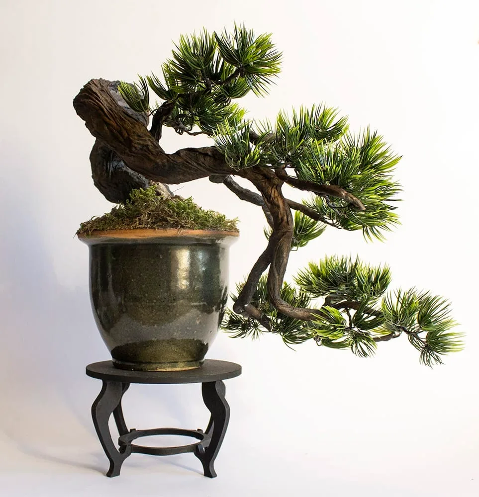 wacholder bonsai indoor Konservierter Wacholder-Bonsai im Keramiktopf main image 0