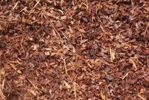 Decomposing Plant Matter Bonsai Soil